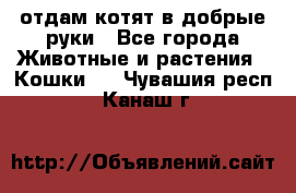 отдам котят в добрые руки - Все города Животные и растения » Кошки   . Чувашия респ.,Канаш г.